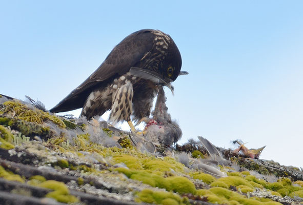 WANDERFALKE, PEREGRINE FALCON, FALCO PEREGRINUS