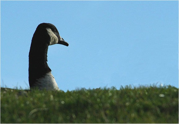 KANADAGANS, CANADA GOOSE, BRANTA CANADENSIS