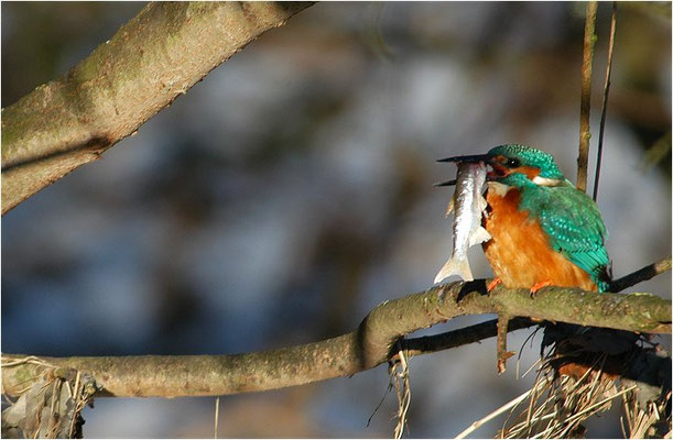 EISVOGEL, COMMON KINGFISHER, ALCEDO ATTHIS