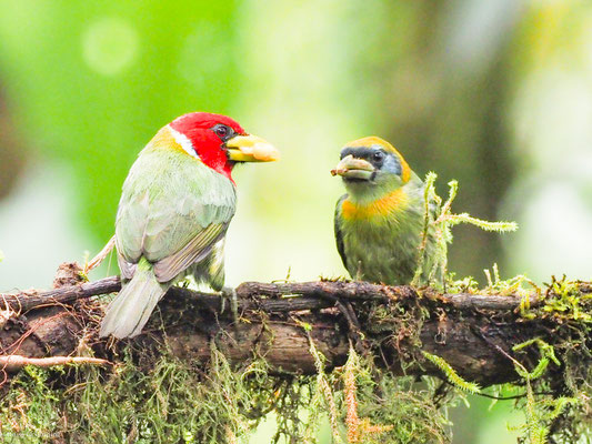 Andenbartvogel, Red-headed Barbet -  Eubucco bourcierii