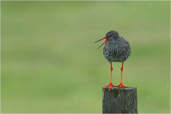ROTSCHENKEL, COMMON REDSHANK, TRINGA TOTANUS