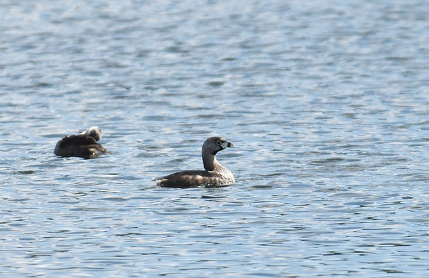 BINDENTAUCHER, PIED-BILLED GREBE, PODILYMBUS PODICEPS