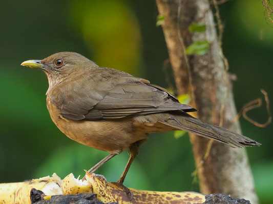 GILBDROSSEL, CLAY-COLORED ROBIN, TURDUS GRAYI