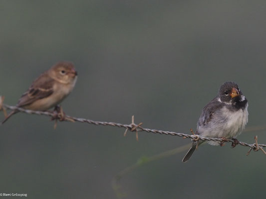 PAPAGEISCHNABELPFÄFFCHEN, PARROT-BILLED SEEDEATER - SPOROPHILA PERUVIANA