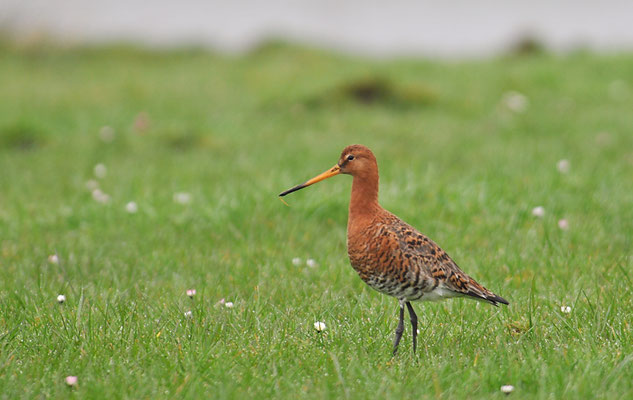 Isländische Uferschnepfe, Black-tailed Godwit islandica, Limosa limosa islandica