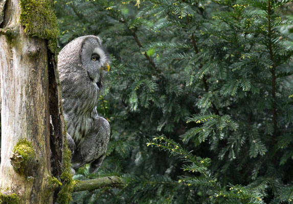 BARTKAUZ, GREAT GREY OWL, STRIX NEBULOSA