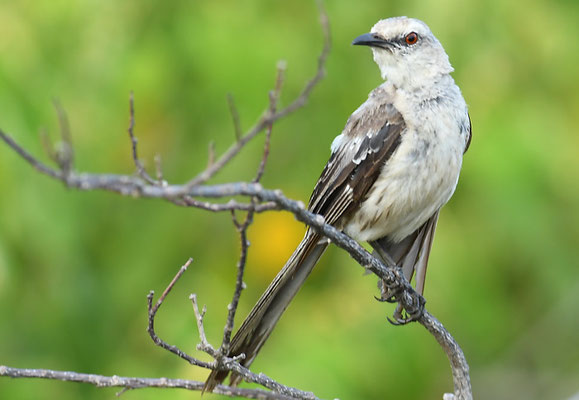 Campos-Spottdrossel, Chalk-browed mockingbird, Mimus saturninus