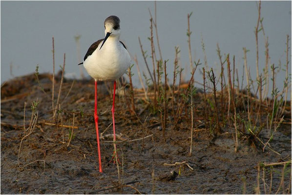 STELZENLÄUFER, BLACK-WINGED STILT, HIMANTOPUS HIMANTOPUS