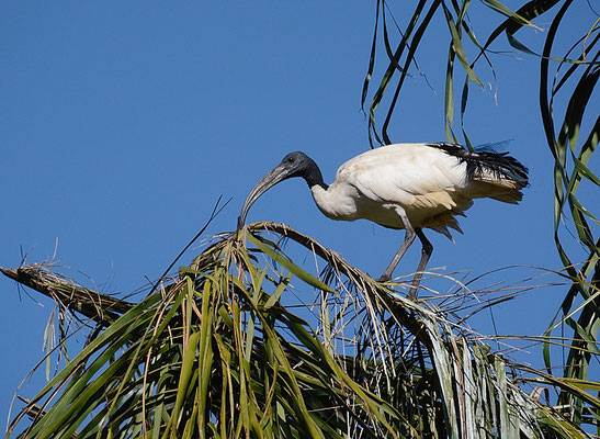 HEILIGER IBIS, AFRICAN SACRED IBIS, THRESKIORNIS AETHIOPICUS