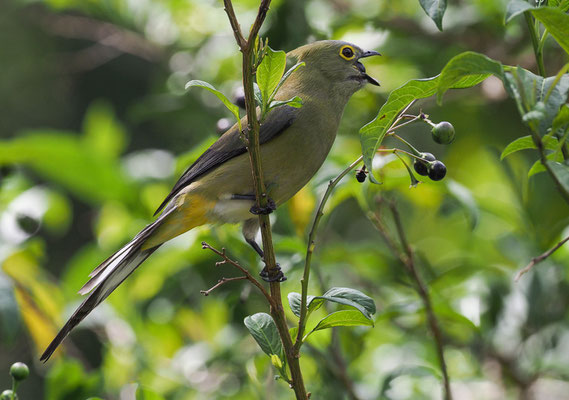 LANGSCHWANZ-SEIDENSCHNÄPPER, LONG-TAILED SILKY FLYCATCHER, PTILOGONYS CAUDATUS