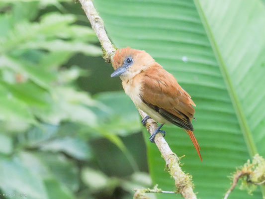 Zimtbekarde, Cinnamon Becard - Pachyramphus cinnamomeus