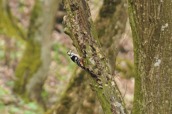 WEISSRÜCKENSPECHT, WHITE-BACKED WOODPECKER, DENDROCOPOS LEUCOTOS