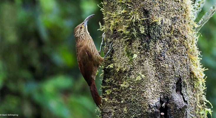 STARKSCHNABEL-BAUMSTEIGER, STRONG-BILLED WOODCREEPER - XIPHOCOLAPTES  PROMEROPIRHYNCHUS