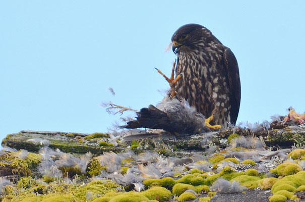 WANDERFALKE, PEREGRINE FALCON, FALCO PEREGRINUS