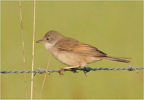 DORNGRASMÜCKE, WHITETHROAT, SYLVIA COMMUNIS