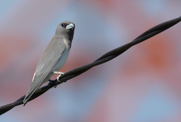 WEISSBAUCH-SCHWALBENSTAR, WHITE-BREASTED WOODSWALLOW, ARTAMUS LEUCORYNCHUS