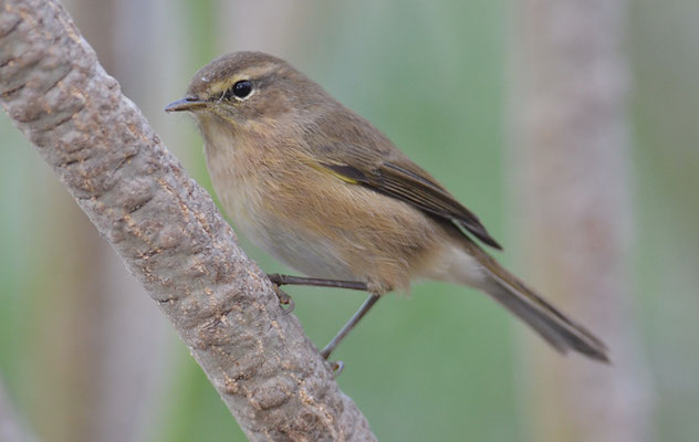 KANARENZILPZALP, CANARY ISLANDS CHIFFCHAFF, PHYLLOSCOPUS CANARIENSIS