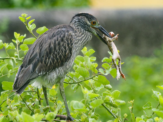 Krabbenreiher, Yellow-crowned Night-Heron - Nyctanassa violacea