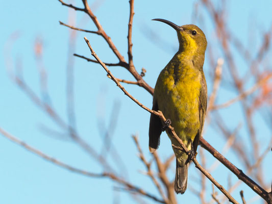 Malachitnektarvogel, malachite sunbird, nectarinia famosa