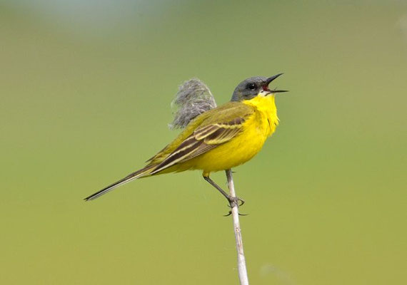 THUNBERGSCHAFSTELZE, YELLOW WAGTAIL THUNBERGI, MOTACILLA FLAVA THUNBERGI