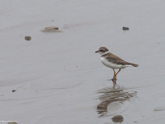AMERIKANISCHER SANDREGENPFEIFER, SEMIPALMATED PLOVER - CHARADRIUS SEMIPALMATUS