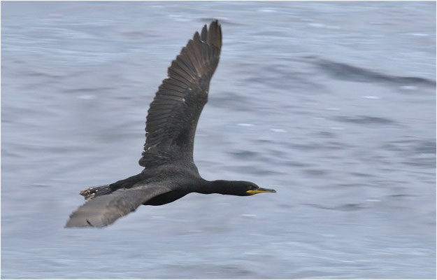 KRÄHENSCHARBE, SHAG, PHALACROCORAX ARISTOTELIS