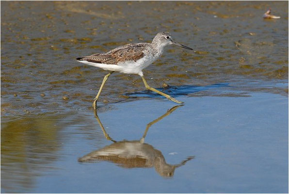 GRÜNSCHENKEL, GREENSHANK, TRINGA NEBULARIA
