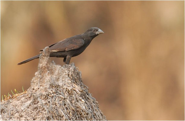 ALEKTOWEBER, WHITE-BILLED BUFFALO-WEAVER, BUBALORNIS ALBIROSTRIS