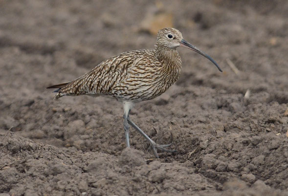BRACHVOGEL, CURLEW, NUMENIUS ARQUATA