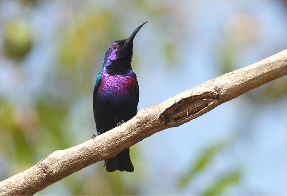 ROTBAUCH-NEKTARVOGEL, SPLENDID SUNBIRD, NECTARINIA COCCINIGASTER