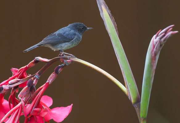 EINFARB-HAKENSCHNABEL, SLATY FLOWERPIERCER, DIGLOSSA PLUMBEA
