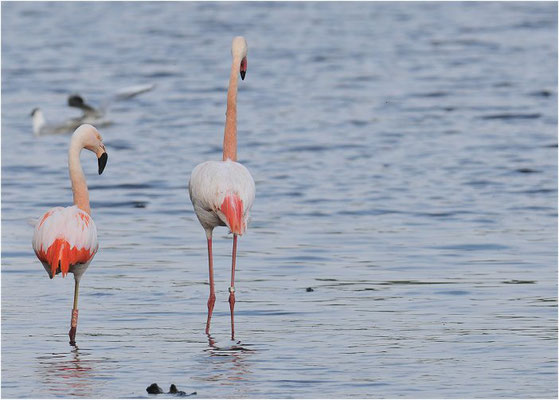 CHILEFLAMINGO, CHILEAN FLAMINGO, PHOENICOPTERUS CHILENSIS