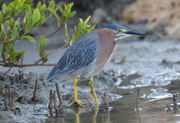 GRÜNREIHER, GREEN HERON, BUTORIDES VIRESCENS