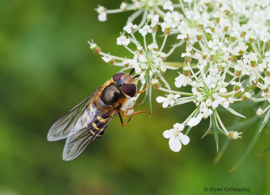 FRÜHE GROSSSTIRNSCHWEBFLIEGE, SCAEVA SELENITICA