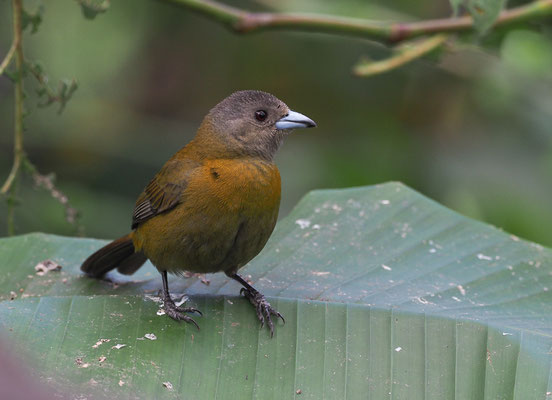 FEUERRÜCKENTANGARE, PASSERINI´S TANAGER, RAMPHOCELUS PASSERINII