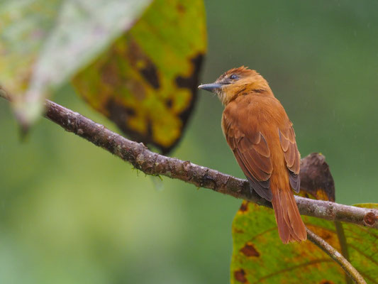 ZIMTBEKARDE, CINNAMON BECARD - PACHYRAMPHUS CINNAMOMEUS