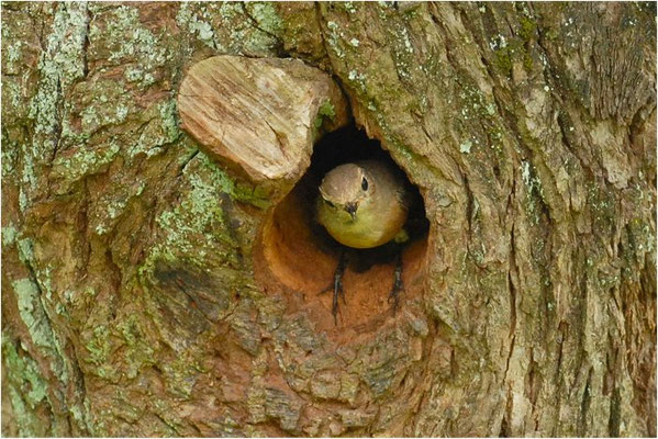 GARTENROTSCHWANZ, COMMON REDSTART, PHOENICURUS PHOENICURUS