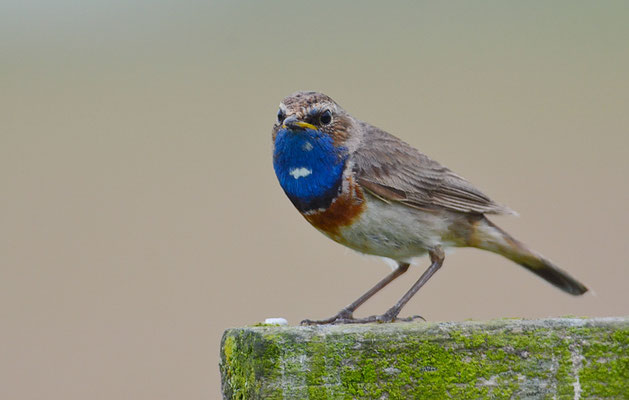 BLAUKEHLCHEN, BLUETHROAT, LUSCINIA SVECICA
