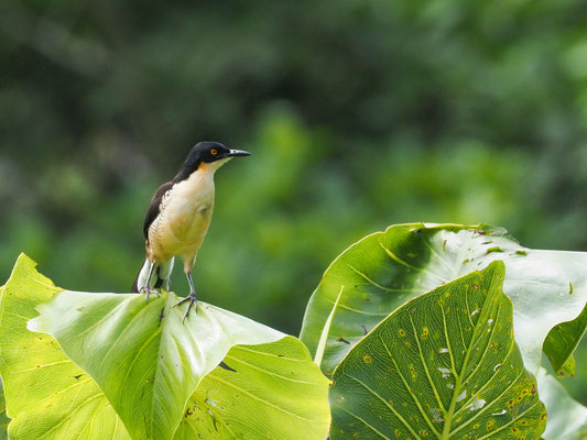 Rohrspötter, Black-capped Donacobius - Donacobius atricapilla