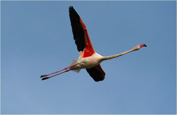 ROSAFLAMINGO, FLAMINGO, PHOENICOPTERUS ROSEUS
