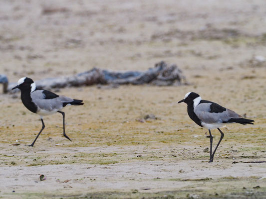 Waffenkiebitz, blacksmith lapwing, vanellus armatus