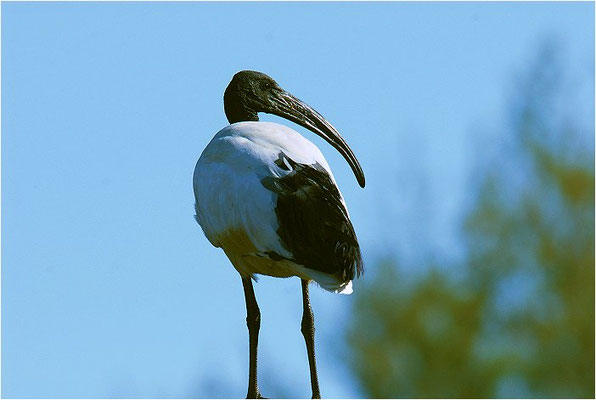 HEILIGER IBIS, SACRD IBIS,  THRESKIORNIS AETHIOPICUS
