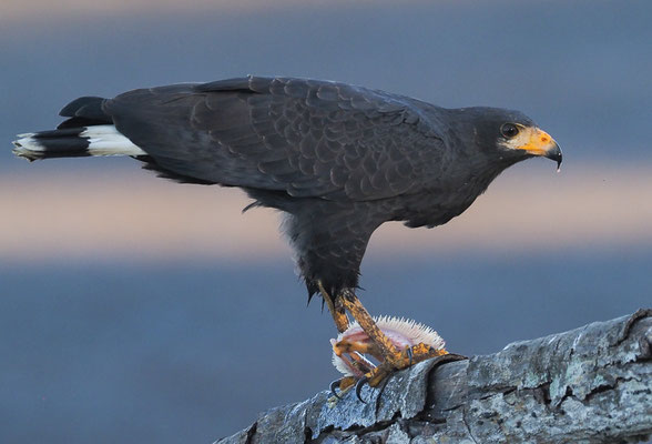 MANGROVENBUSSARD, MANGROVE BLACK-HAWK, BUTEOGALLUS SUBTILIS