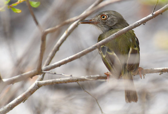 PERLBAUCH-TODYTYRANN, PEARLY-VENTED TODY-TYRANT, HEMITRICCUS MARGARITACEIVENTER