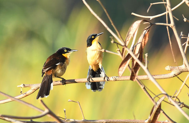 ROHRSPÖTTER, BLACK-CAPPED DONACOBIUS, DONACOBIUS ATRICAPILLA