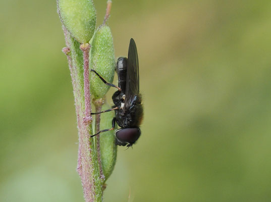 PILZ-ERZSCHWEBFLIEGE, CHEILOSIA SCUTELLATA