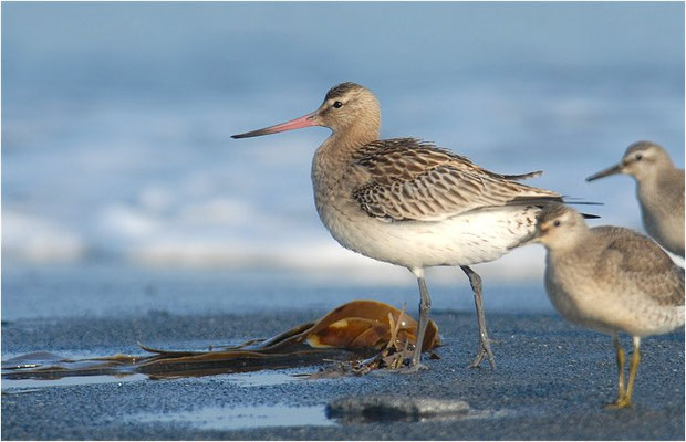 PFUHLSCHNEPFE, BAR-TAILED GODWIT, LIMOSA LAPPONICA