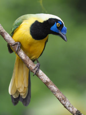 GRÜNHÄHER, GREEN JAY - CYANOCORAX YNCAS