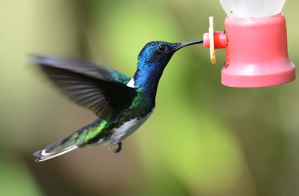 WEISSNACKENKOLIBRI, WHITE-NECKED JACOBIN, FLORISUGA MELLIVORA