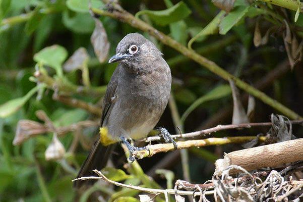 KAPBÜLBÜL, CAPE BULBUL, PYCNONOTUS CAPENSIS